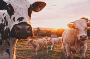changing the animal agricultural industry with brave new life