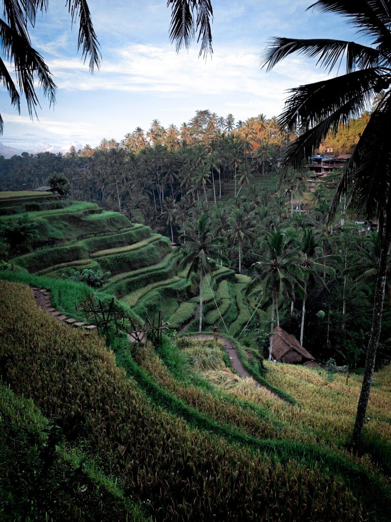 ubud in Bali is a great destination for vegan digital nomads