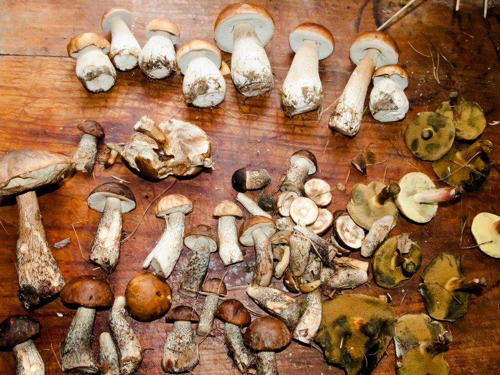 Foraged mushrooms
