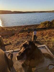 The snoot of a dog looking up at me. You can see the view from my perspective, it's a sunset over a reservoir which I visited on one of my dog walks for Trusted Housesitters