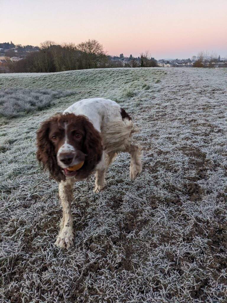 A springer spaniel with a ball in her mouth. The ground is frosty and you can see the sky is pink from the sunrise