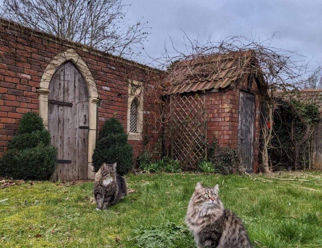 2 long-haired cats sat in the grass. In the background, you can see the most beautiful red brick garden wall with an arched wooden doorway.